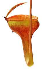 Nepenthes jamban BE-3875