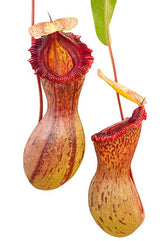 Nepenthes ventricosa (Madja-as)