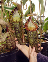 Nepenthes spectabilis BE-3322 "Perkinson Giant"
