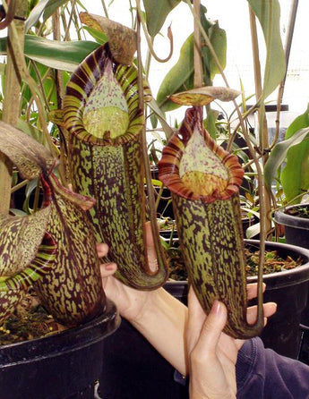 Nepenthes spectabilis BE-3322 