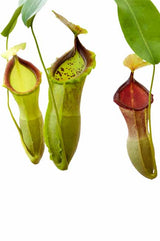 Nepenthes spathulata x campanulata BE-3796