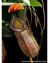 Nepenthes sibuyanensis x hamata BE-3562