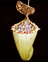 Nepenthes burbidgeae x campanulata BE-3564