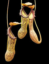 Nepenthes boschiana *SEED-GROWN*