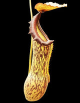 Nepenthes boschiana *SEED-GROWN*