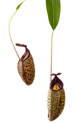 Nepenthes spectabilis x aristolochioides BE-3663