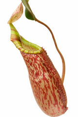 Nepenthes spectabilis x veitchii BE- 3636 *SEED-GROWN*