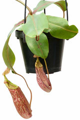 Nepenthes spectabilis x veitchii BE- 3636 *SEED-GROWN*