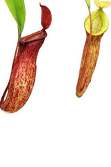 Nepenthes (ampullaria x mirabilis) x dubia - BE-3694