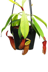 Nepenthes (ampullaria x mirabilis) x dubia - BE-3694