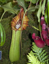 Nepenthes truncata