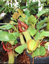 Nepenthes truncata