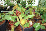 Nepenthes truncata (Pasian Form) BE-3707