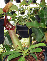 Nepenthes truncata (Pasian Form) BE-3707