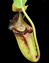 Nepenthes maxima x (lowii x macrophylla) BE-3709