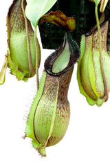 Nepenthes spathulata x hamata (G. Tambusisi) BE-3843