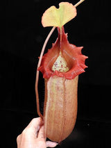 Nepenthes sibuyanensis x robcantleyi 'King of Clubs' BE-3713