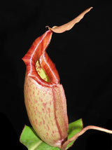 Nepenthes rajah x veitchii BE-3730