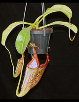 Nepenthes eymae BE-3736