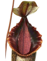 Nepenthes burkei x hamata BE-3747