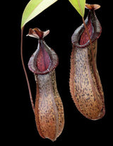 Nepenthes burkei x hamata BE-3747