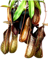 Nepenthes burkei x hamata BE-3747