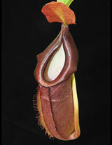 Nepenthes spathulata x dubia BE-3751