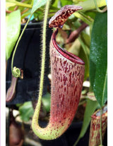 Nepenthes glandulifera BE-3766 *SEED-GROWN*