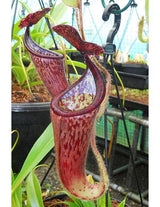 Nepenthes glandulifera BE-3766 *SEED-GROWN*