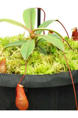 Nepenthes barcelonae BE-3770