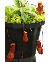 Nepenthes barcelonae BE-3770