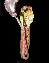 Nepenthes maxima (Dark purple, wavy-Leaf) BE-3786