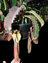 Nepenthes maxima (Dark purple, wavy-Leaf) BE-3786