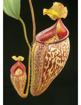Nepenthes talangensis