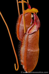 Nepenthes densiflora (G. Leuser) BE-3837