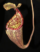 Nepenthes burbidgeae BE-3848 *SPECIAL SELECTED CLONE*