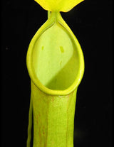 Nepenthes burkei x reinwardtiana BE-3849