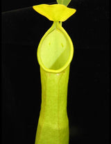 Nepenthes burkei x reinwardtiana BE-3849