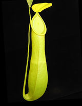Nepenthes burkei x reinwardtiana BE-3849
