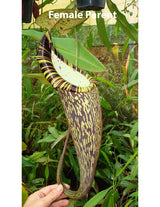 Nepenthes spectabilis "Giant" x hamata BE-3871