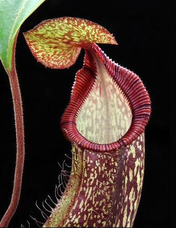 Nepenthes spectabilis 