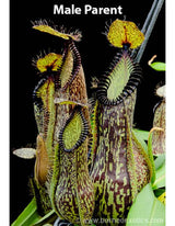 Nepenthes spectabilis "Giant" x hamata BE-3871