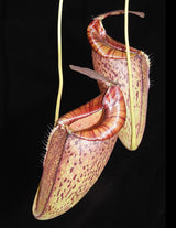 Nepenthes spectabilis x tenuis BE-3884