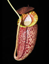 Nepenthes spectabilis x tenuis BE-3884