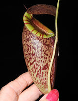 Nepenthes spectabilis x tenuis BE-3884