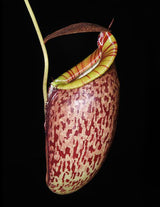 Nepenthes spectabilis x tenuis BE-3884