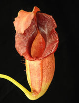 Nepenthes spathulata x jacquelineae BE-3883