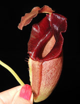 Nepenthes spathulata x jacquelineae BE-3883
