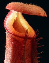 Nepenthes rajah x (burbidgeae x edwardsiana) BE-3902 *SEED-GROWN*