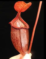 Nepenthes rajah x (burbidgeae x edwardsiana) BE-3902 *SEED-GROWN*